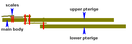 cross-section diagram showing attachment of pteriges